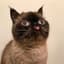 MeoW