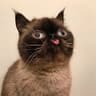 MeoW